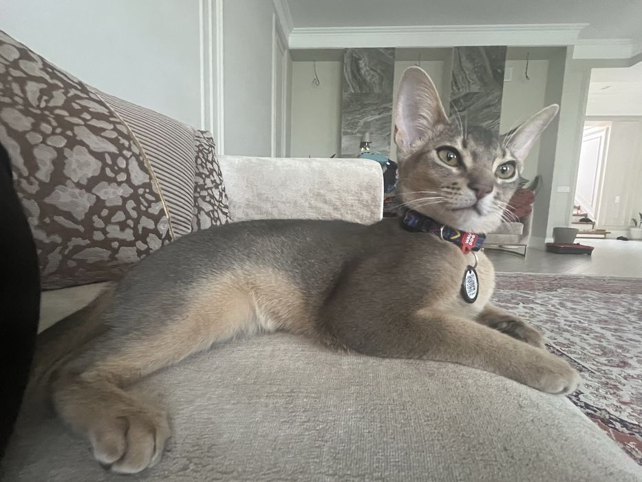 Аббисинская кошка