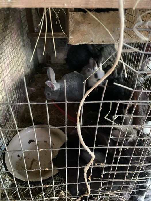 Продается кролик, кояндар