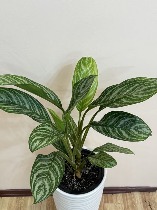 Аглаонема  в напольном кашпо