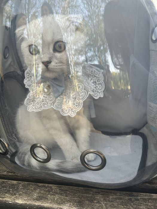 Rucsac transport pentru pisici / animale de companie