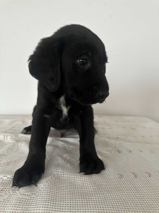 малки, сладки спенидори