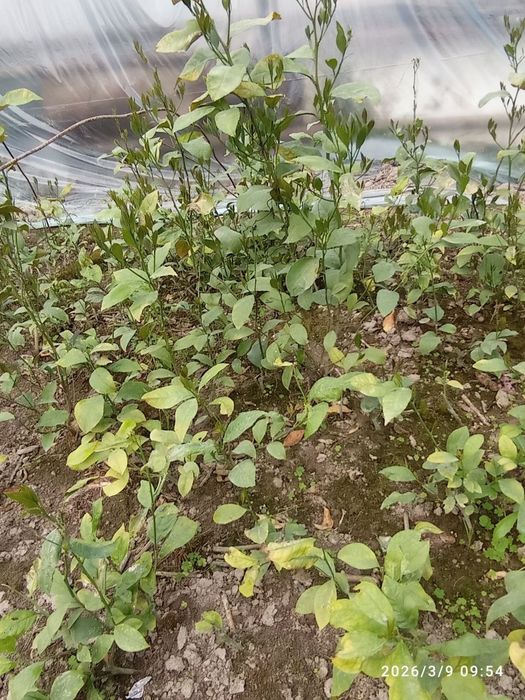 Лимон кучатлар бор 3 йиллик