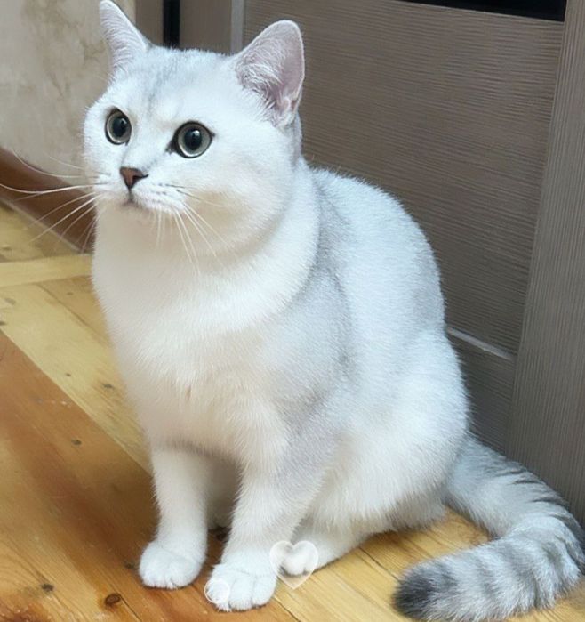 Породистый кот для вязки