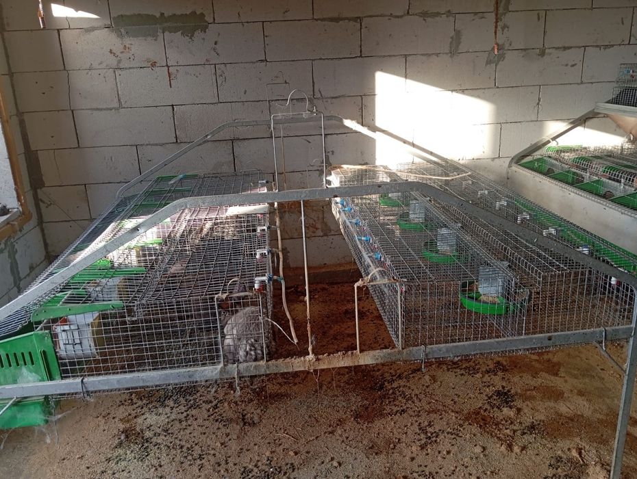 Vind iepuri rasa haicol francez și fluture german