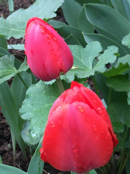 Продам тюльпаны местные