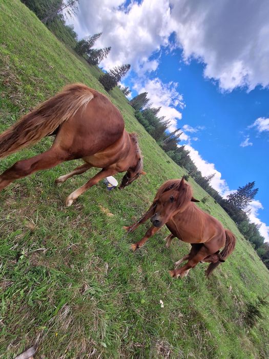 Mânz roib de un an de zile