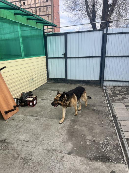 Немецкая овчарка, кобель для вязки