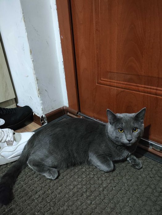 Отдам кота в хорошие руки