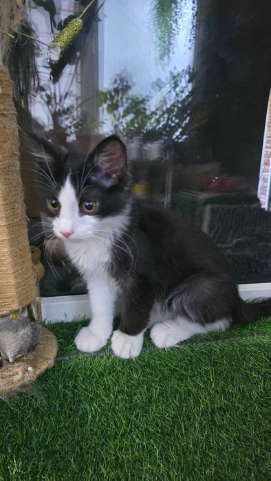 Кот, 4 месяца, зовут Доллар