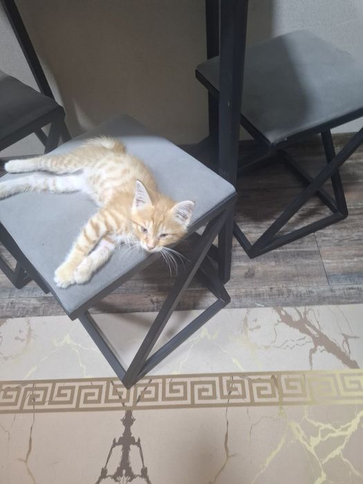 Отдам котёнка-мальчика