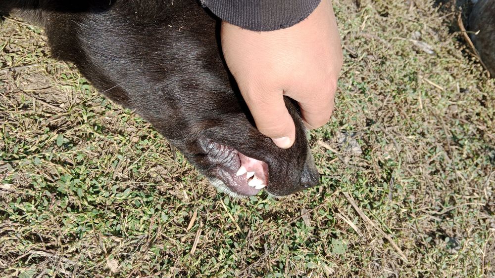 Ассаламалекум сатылады