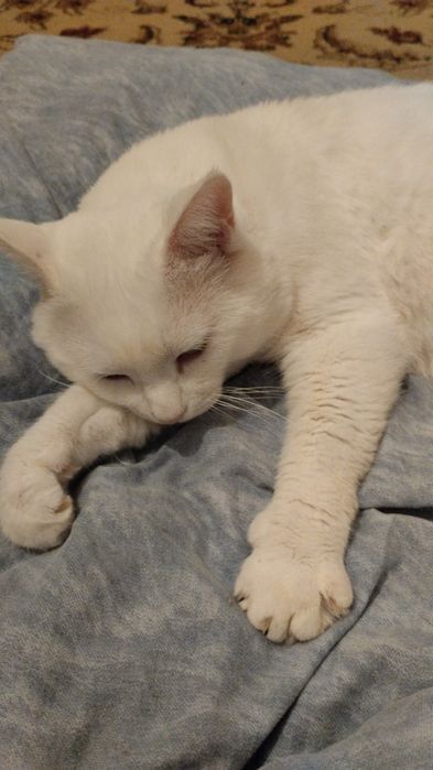 Вязка для кошек, альбинос! 10000