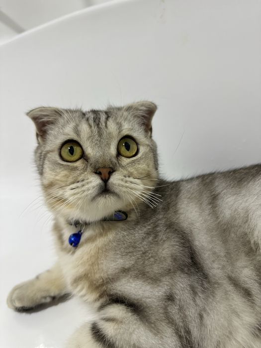 Кашка мушук сотилади