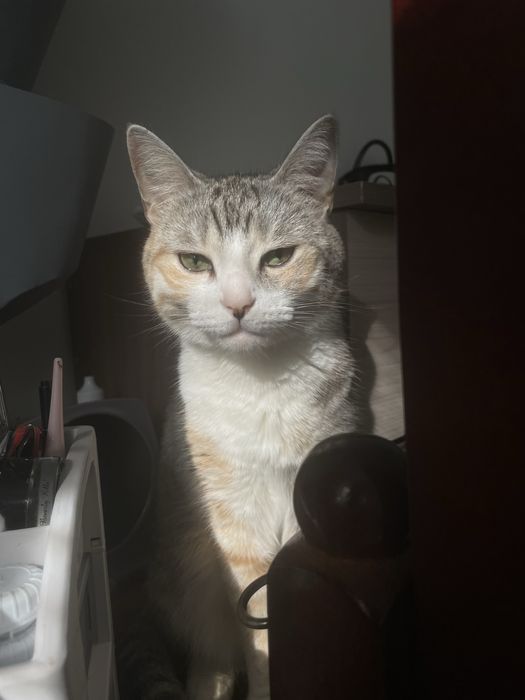 Кошку в добрые руки