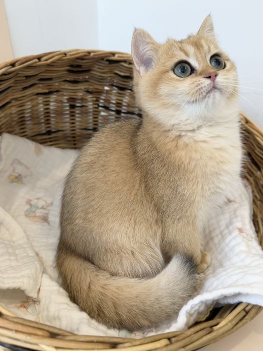 Котятa золoтыe шиншиллы для вас!