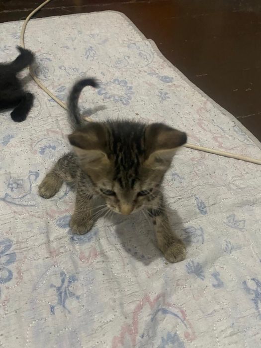 котята бесплатно