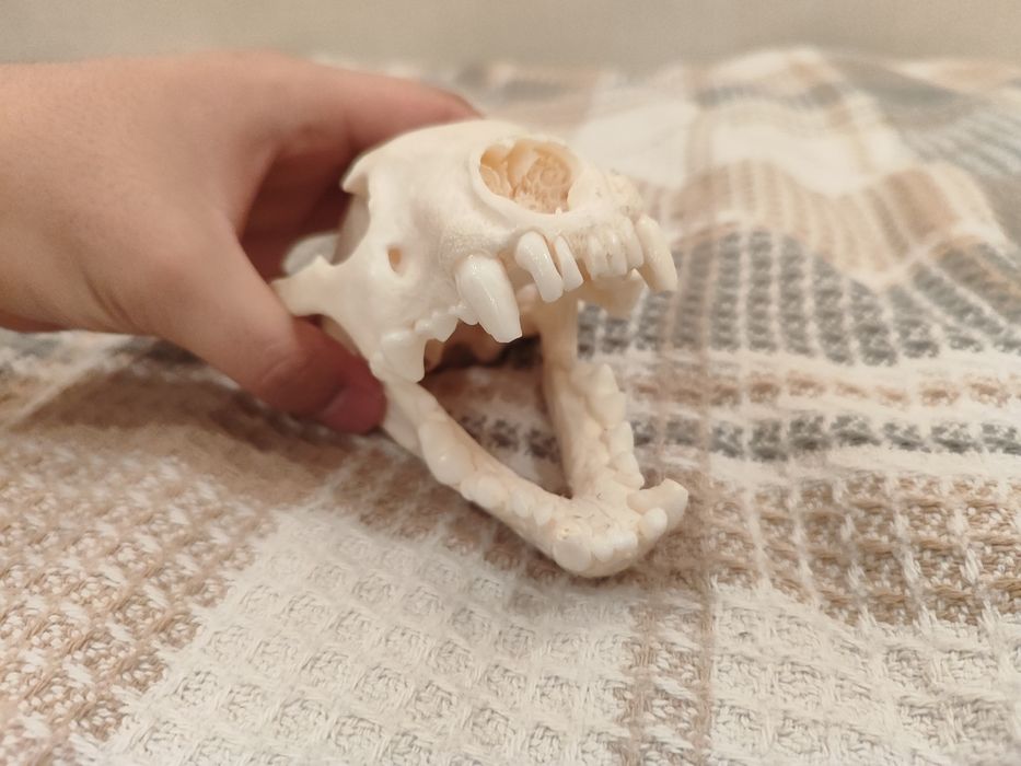 Череп росомахи (имитация)