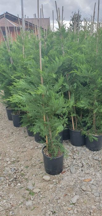 Leylandi chiparos la ghiveci