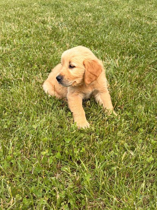 Pui Golden Retriever din Parinti Pedigree