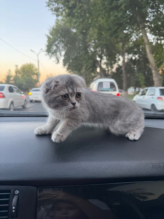 Продается котенок