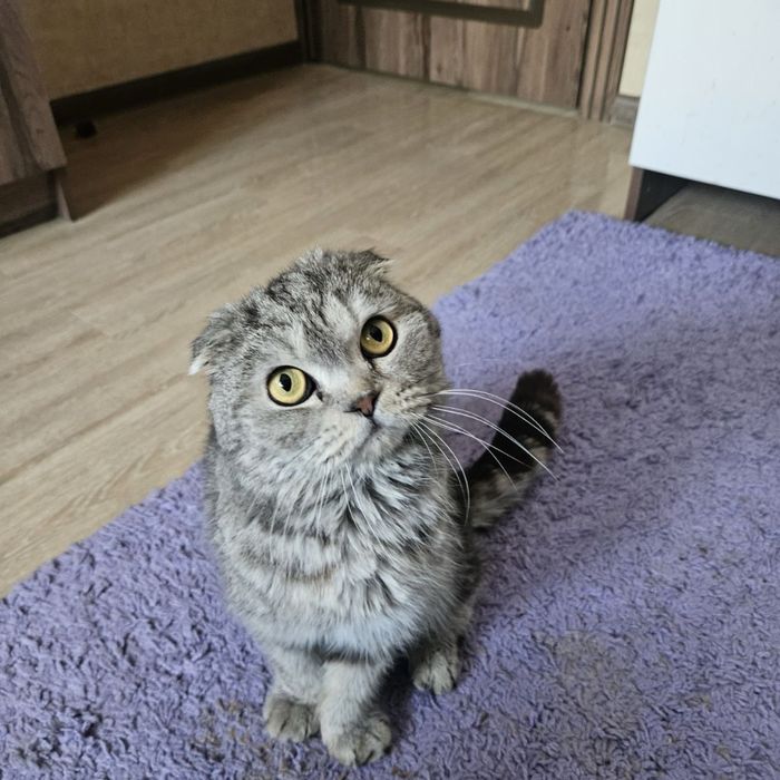 Кот Бонифаций ищет дом! Ташкент!