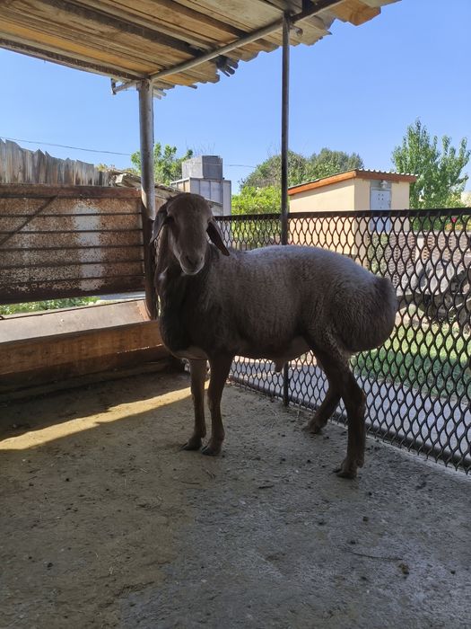 Продается кошкар