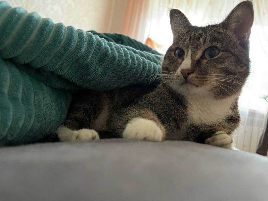 Пропал кот! Помогите найти!