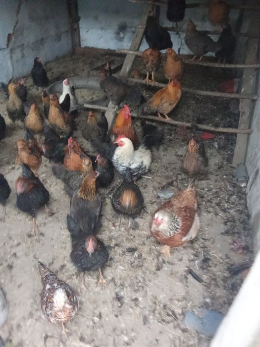 Продам петухов 7-8шт крупные