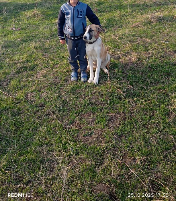 Donez cățelușă blândă