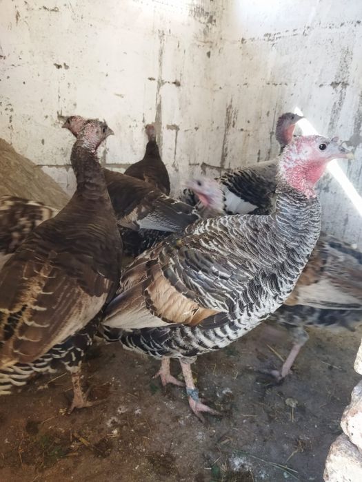 Продам куры домашние