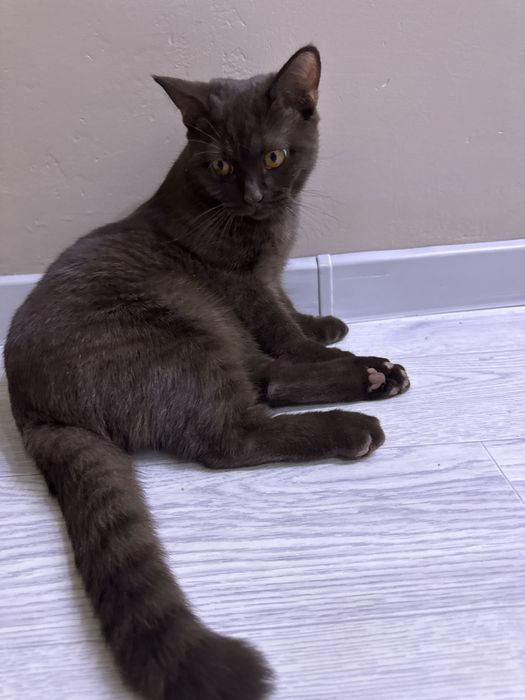 Отдам даром в хорошие руки