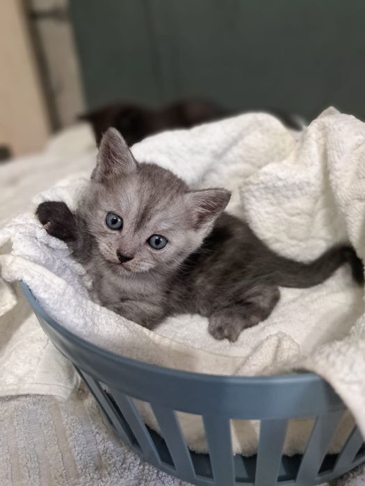 Продам котят шотладских