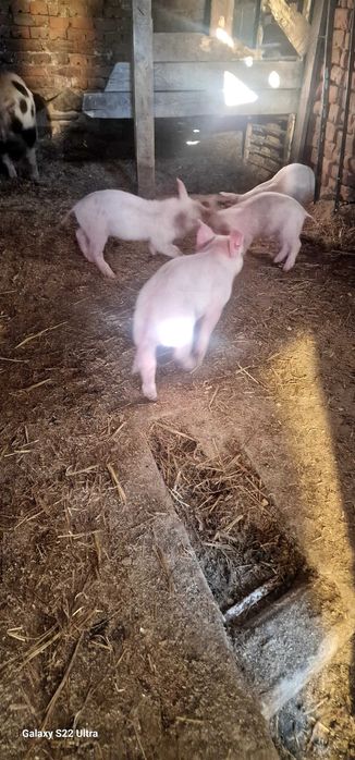 Прасета малки и големи