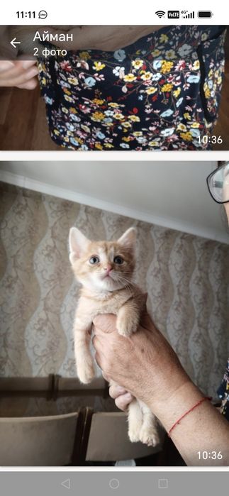 Ищем дом для котят