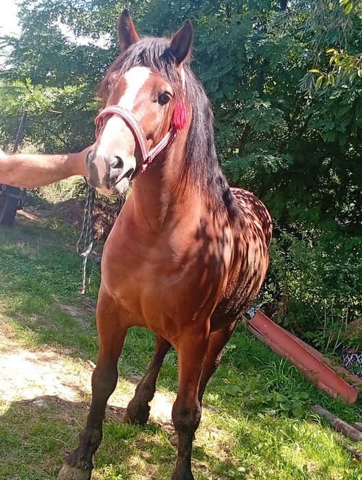 Vând cal castrat 4 ani