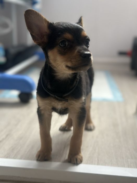 Продам щенка Той Терьера