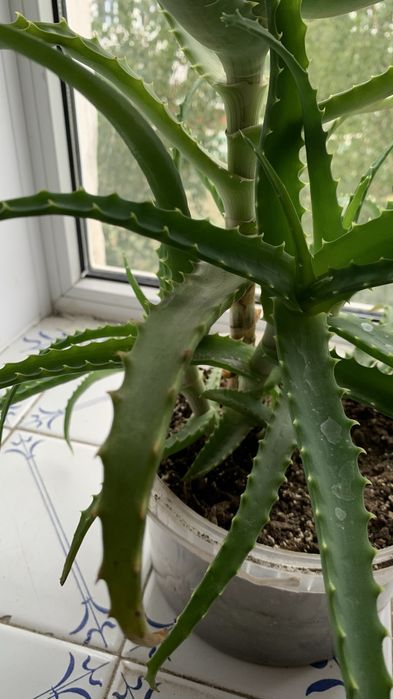 Продам цветок алоэ