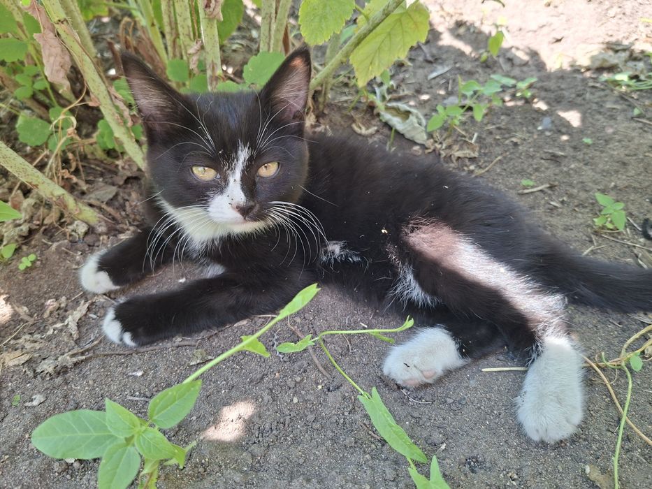 Отдам котенка девочка