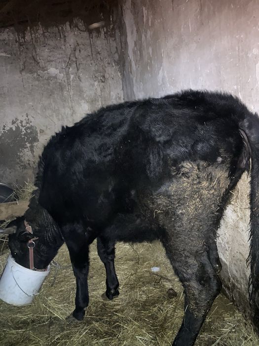 Продам корову (первотелка)