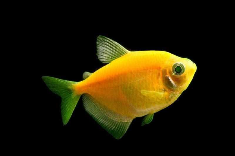 Аквариумная рыбка- Тернеция Глофиш