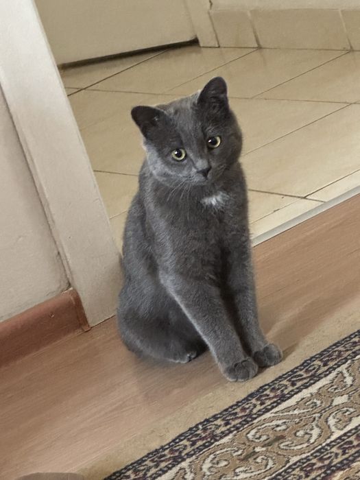 Коту  2года, отдам