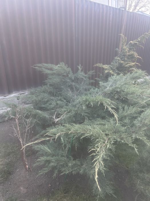 Хвойные и кустарники из грунта