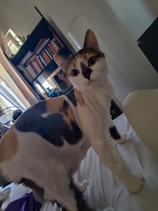 Pisici birmaneze