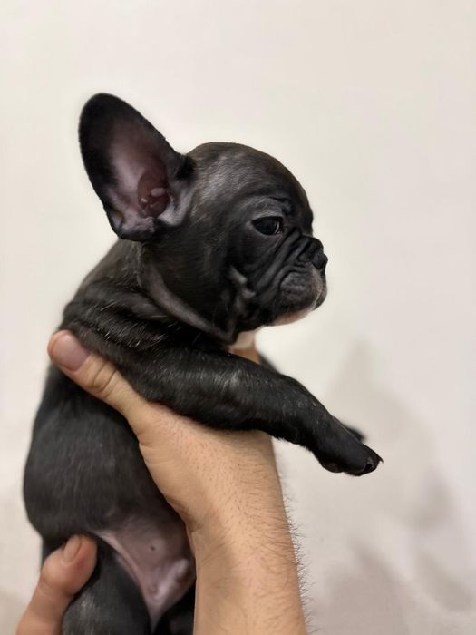 Продам щенков!!!