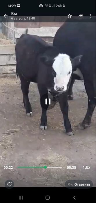 2 бұзаулы сиыр сатылады