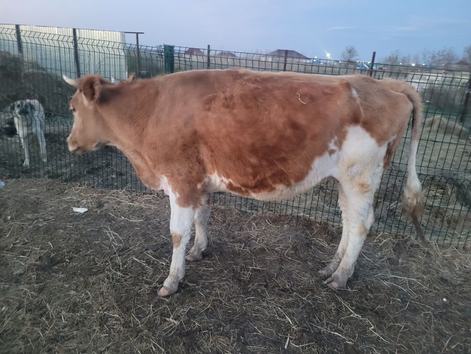 Симентал сиыр корова