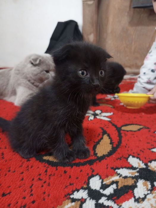 Mushuk bolasi 2 oyli