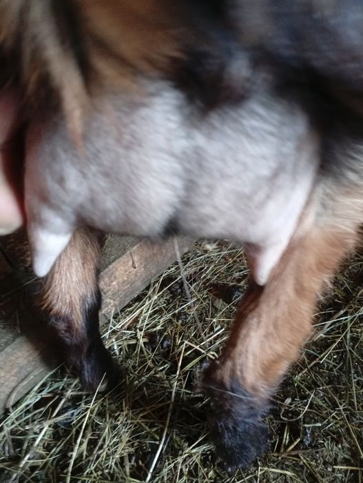 Capre și iezi anglonubieni