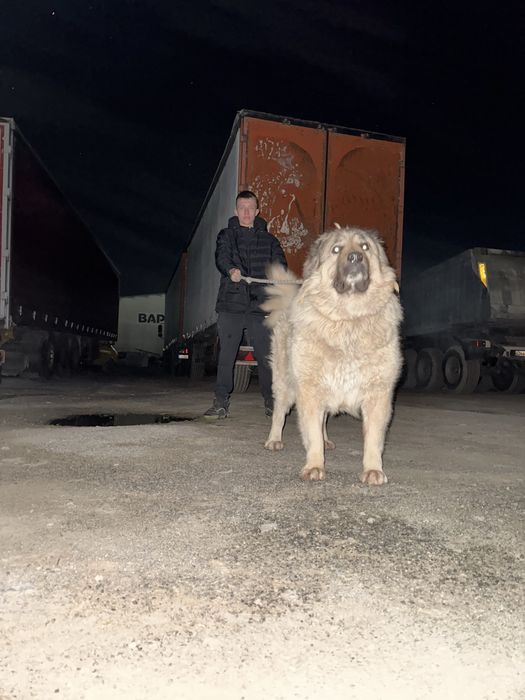 Продава кавказки овчарки