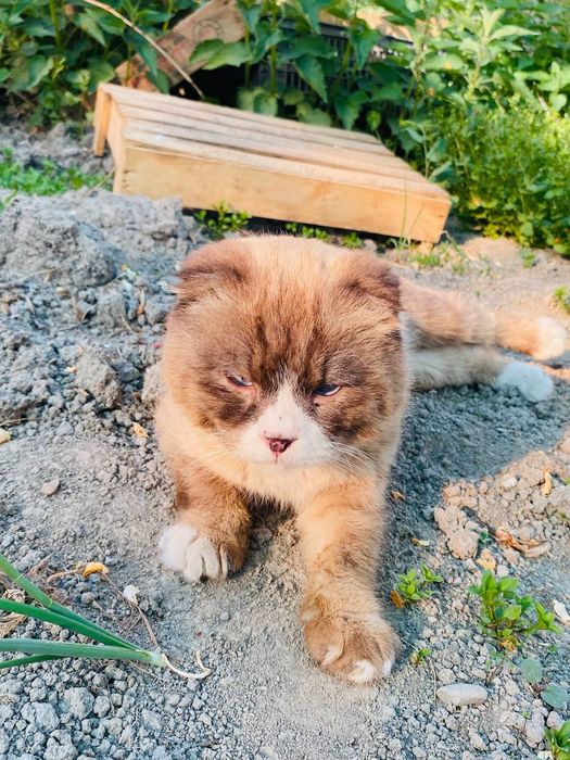 Scottish fold mushugi